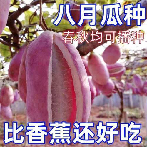 八月瓜种子特色紫果八月瓜树庭院爬藤植物食用水果八月炸种籽大全