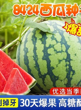 8424冰糖麒麟西瓜黑皮红瓤特大无籽四季高产懒汉巨型西瓜种子大全
