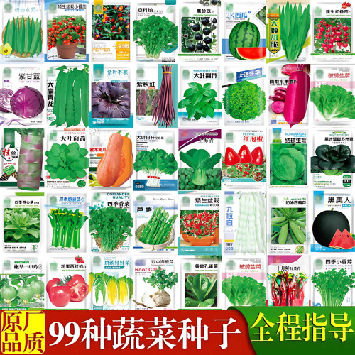 蔬菜种子香菜番茄辣椒菠菜黄瓜豆角生菜籽萝卜白菜四季播种孑大全