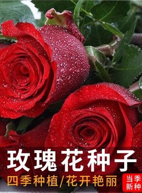 玫瑰花种子春夏秋开花易活花种籽