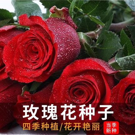 玫瑰花种子春夏秋开花易活花种籽子室内盆栽室外庭院绿植物蔷薇种