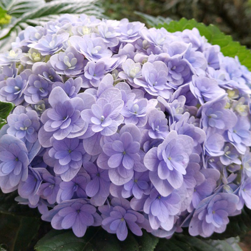 真夏革命蓝色多瑙m河头花杜鲁斯花手鞠佳澄绣球花盆栽苗庭院1