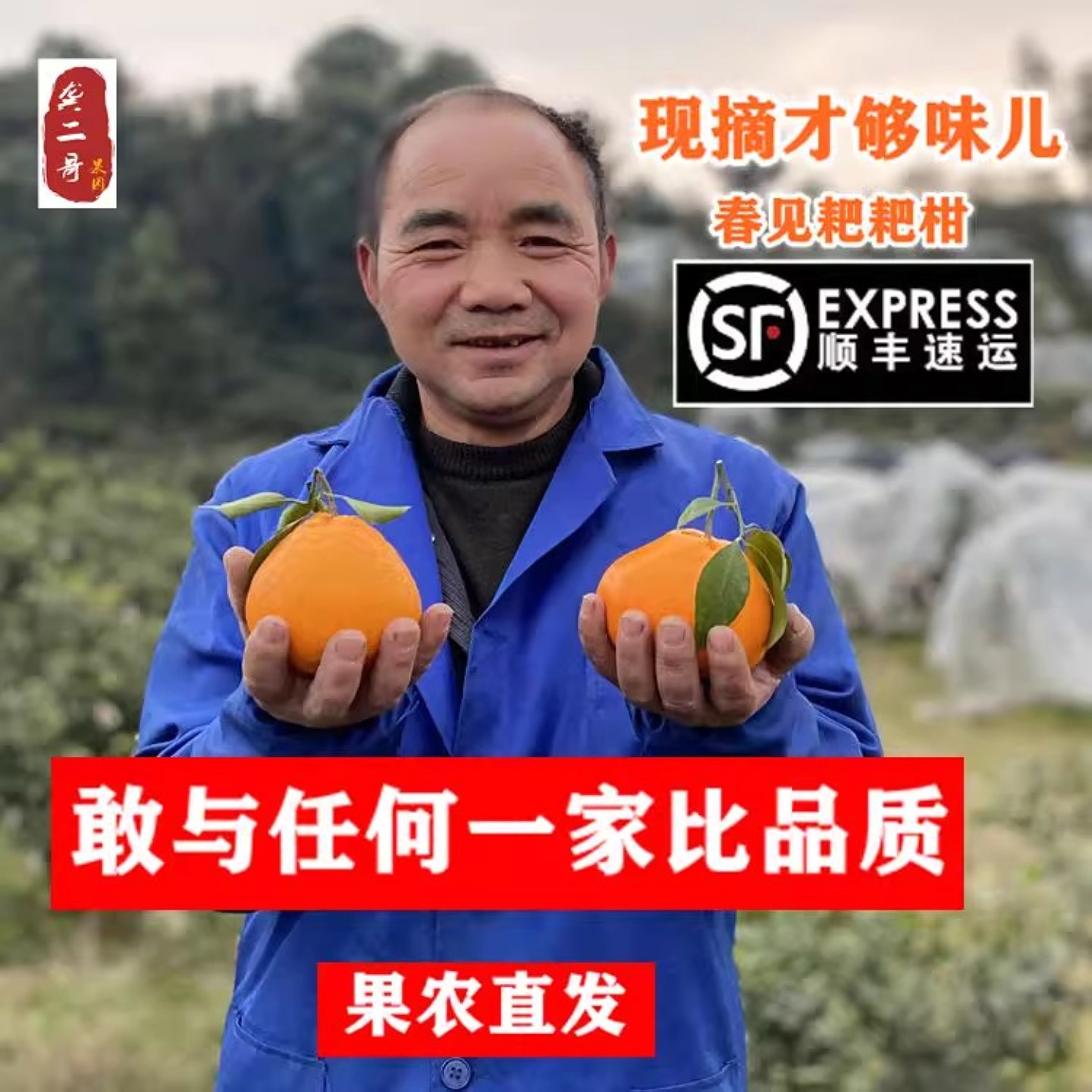 四川蒲江春见耙耙柑粑粑柑杷杷柑官方旗舰店孕妇橘子新鲜顺丰礼盒,水产肉类/新鲜蔬果/熟食,桔子,淘宝优惠券,粉丝福利购,淘宝优惠卷