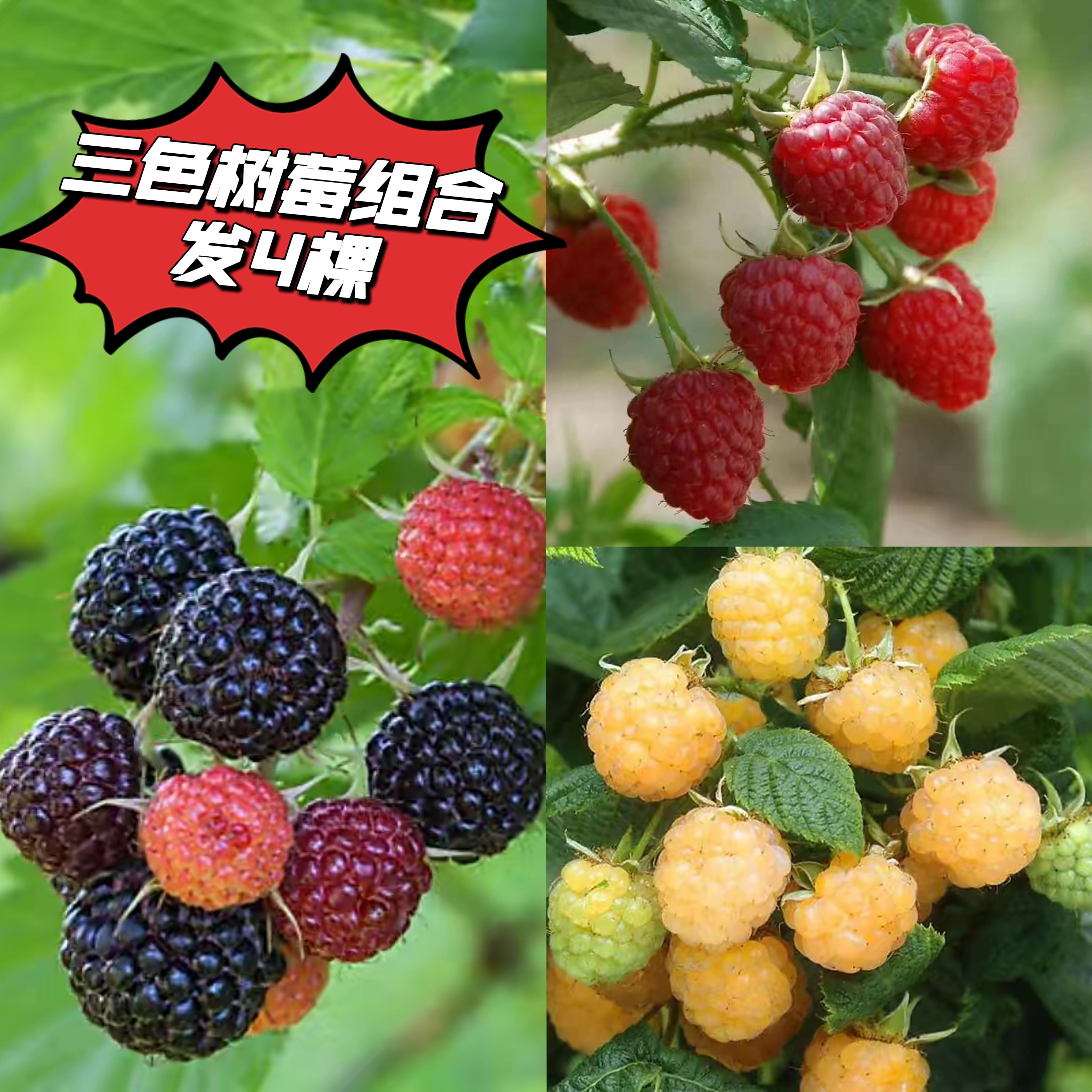 【新手必入】丰产三色树莓苗抗寒耐热结果不断 轻松实现树莓自由