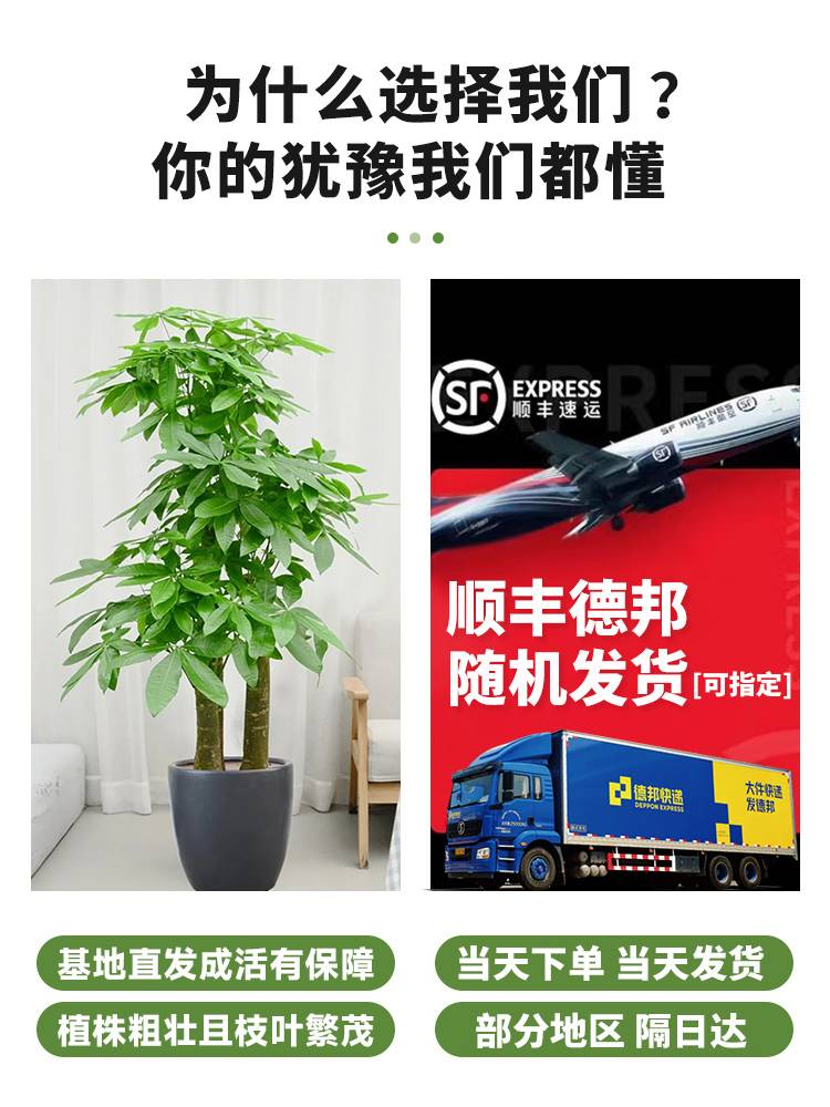 天盆堂鸟栽客厅办公室内旺宅大型绿植卉FEC植物四季好望养大花叶