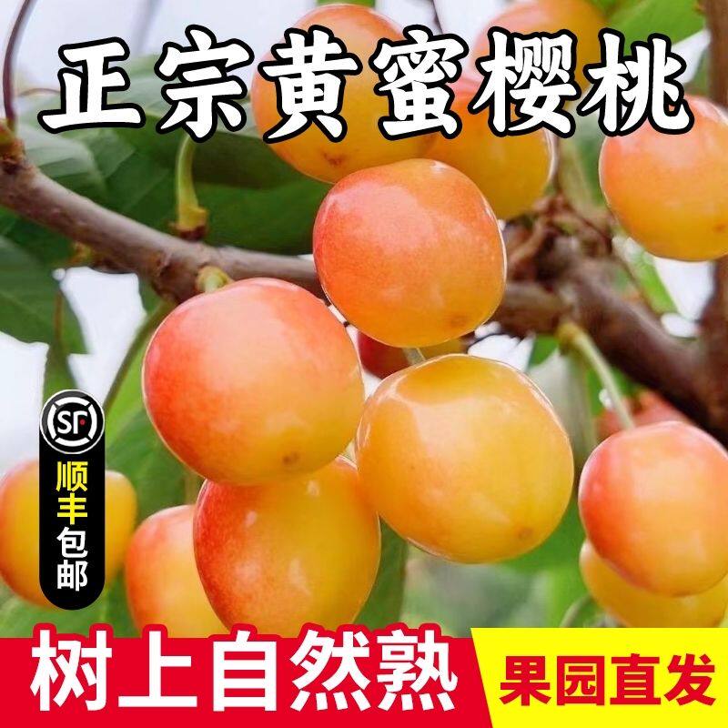 山东黄蜜樱桃现摘露天大樱桃新鲜黄水雷晶黄尼黄金车厘子顺丰京东
