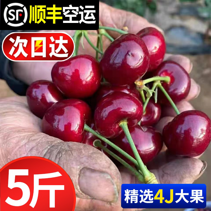 现摘现发美早山东大樱桃5j超大果