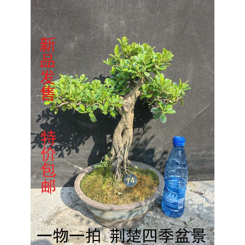 中华蚊母盆景 大叶小叶 微型盆栽 常青绿植 红花植物