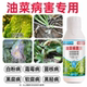 油菜病菌清油菜病害防治专用药叶斑病菌核霜霉猝倒根腐病晴天霹雳