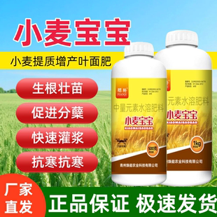小麦宝宝小麦种植生根壮苗补充营养促进分蘖穗大粒粒饱叶面肥骠骑