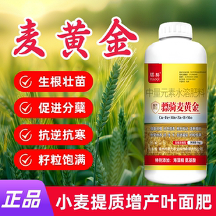 骠骑麦黄金生根壮苗抗寒防冻促分蘖促茎抗逆抗倒伏穗大粒饱叶面肥