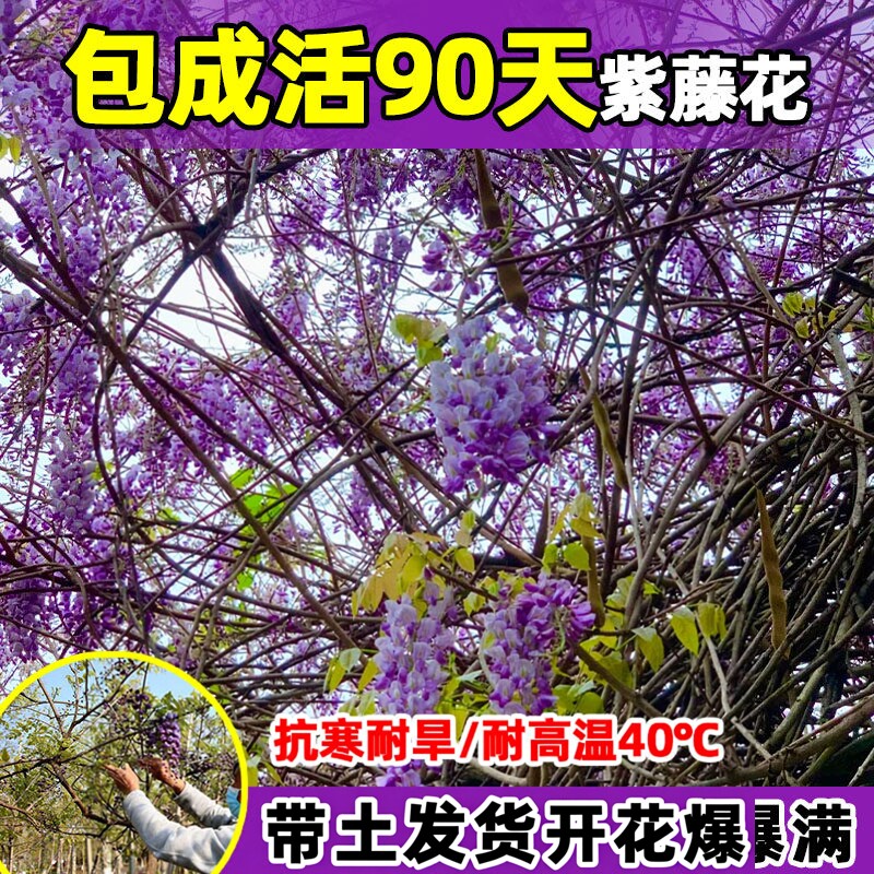 紫藤花树苗爬藤植物多花紫藤萝树苗花卉盆栽庭院老桩耐寒四季攀援