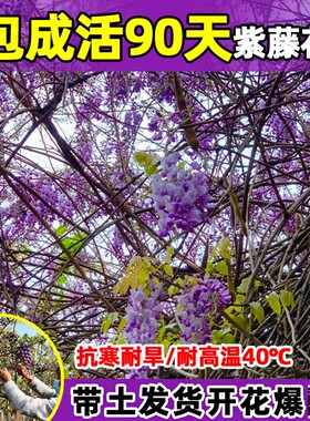 多花紫藤萝树苗耐寒爬藤盆栽