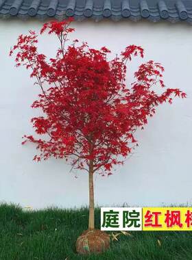 日本红枫舞姬四季红老桩盆景
