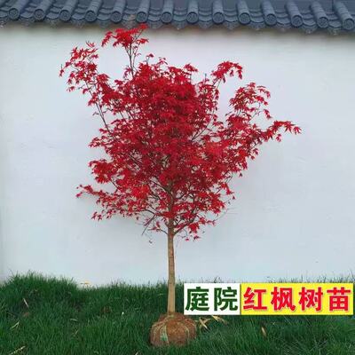 日本红枫舞姬四季红老桩盆景