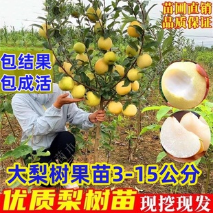梨树果苗嫁接苗翠冠梨树丰水梨子树苗地栽当年结果梨树苗果树果苗