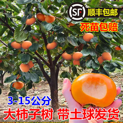 柿子树果苗庭院果树特大脆甜带土南方北方种植盆栽地栽黑柿子苗树