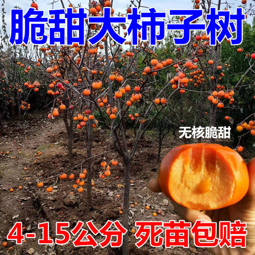 嫁接脆甜柿子树果苗盆栽地栽南北方种植特大庭院果树火晶柿子苗树
