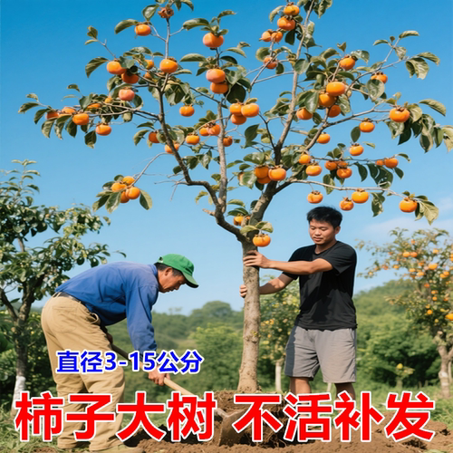 柿子树果苗庭院果树特大脆甜带土南方北方种植盆栽地栽黑柿子苗树