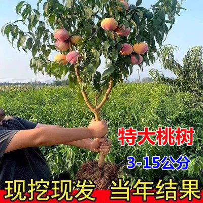特大桃树果苗带土嫁接水蜜桃冬桃黄油桃盆栽地栽南北方种耐寒果树