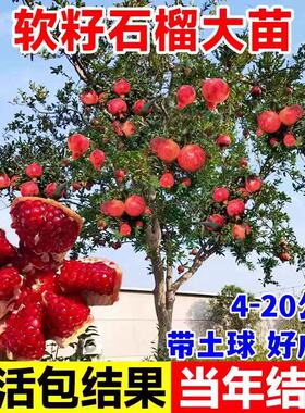 石榴树树苗突尼斯软籽石榴苗地栽庭院果树特大带土无籽甜石榴树苗