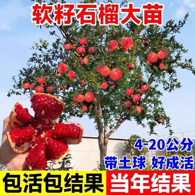 石榴树树苗突尼斯软籽石榴苗地栽庭院果树特大带土无籽甜石榴树苗