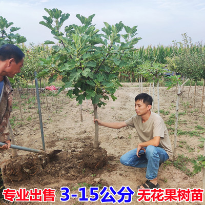 特大无花果树果苗波姬红带土盆地栽南方北方种植高杆矮化无花果苗
