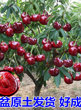 车厘子树苗特大樱桃树苗南北方种植庭院果树矮化樱桃苗树当年结果