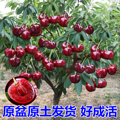 车厘子树苗特大樱桃树苗南北方种植庭院果树矮化樱桃苗树当年结果