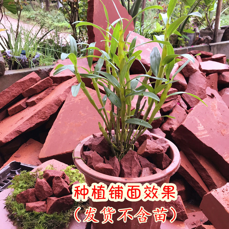 种植贵州营养土铁皮赤水红石头