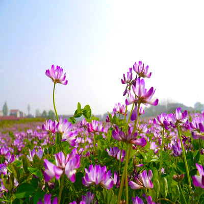 紫云英种子绿肥籽养蜂蜜源红