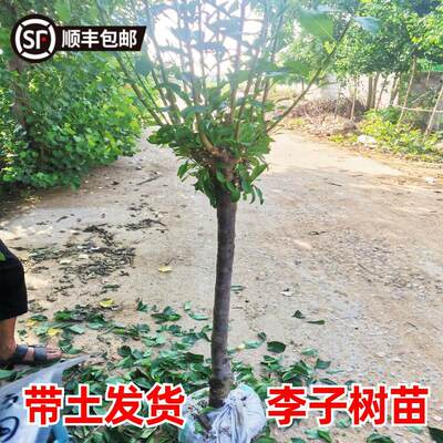 大李子树果苗带土蜂糖李脱骨青脆李红黑布林李南北方种植西梅树苗