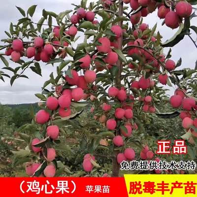 鸡心果树苗沙果123小苹果苗南北方大庭院果树盆地栽耐寒海棠果苗