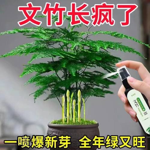 文竹专用肥营养液盆栽植物养花