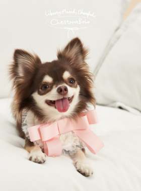 陈都灵同款ChestnutBabe蝴蝶结口水巾 原创狗狗猫咪可爱围脖围兜