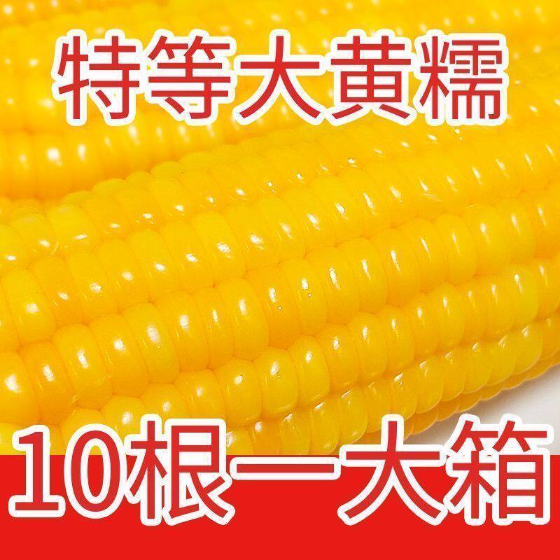 东北黄糯玉米新鲜甜糯玉米粘苞米早餐代餐黄糯玉米真空包装批发