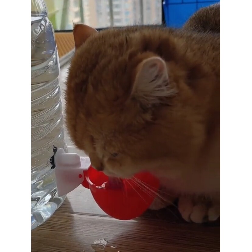 宠物饮水碗自动饮水器喂水器自制饮水机加厚简易家禽猫狗