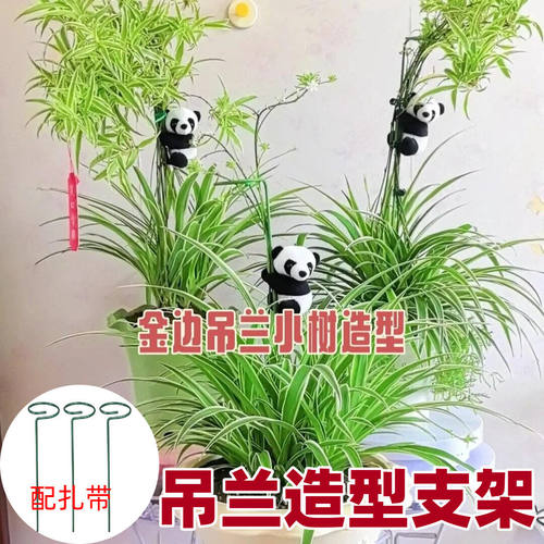 吊兰造型支架植物支撑杆朱顶红花卉园艺防倒扶支架插花固定植物枝