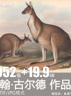约翰古尔德John Gould油画绘画手绘水彩哺乳动物禽鸟电子素材图片