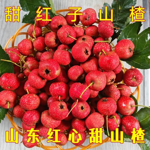 甜红子山楂鲜果甜山楂批发糖葫芦雪球山楂山东甜红子小山楂果