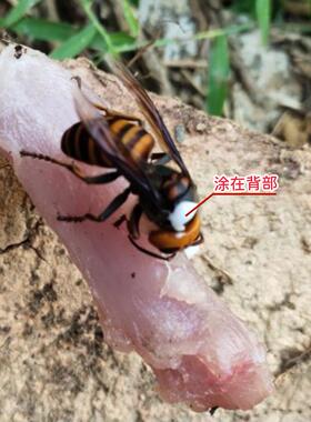 蜂胡净毁巢灵 蜂一日净 尾金环红娘黑ISV专用 养蜂工具胡马蜂净包