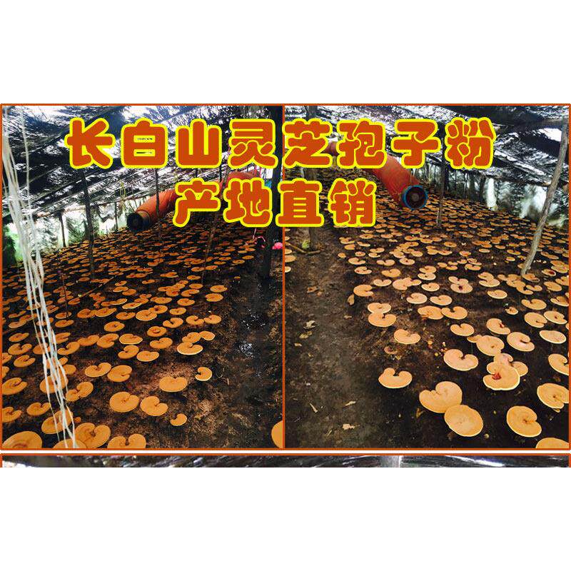【这嘎达的好HMA孢】子长白山赤灵芝孢粉20g原产地5直供东北灵芝