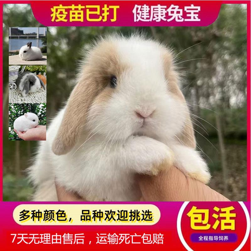 小兔子活物侏儒兔网红小宠物荷兰兔迷你宠物茶杯兔奶猫折耳垂耳兔