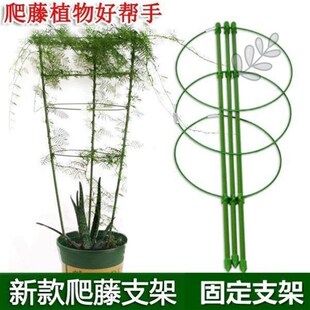文竹支撑架爬藤架子月季花架室内花卉植物支撑杆绿萝铁线莲攀爬架
