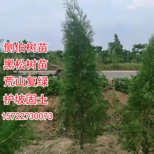 侧柏树苗 塔柏扁柏小苗 香柏树枝黑松树苗防砂固土荒山复绿占地植