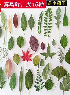 天然干树叶diy手工装饰材料合集干叶子干花材料包绿色植物标本