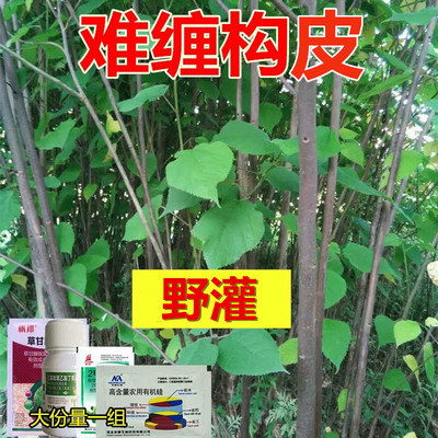 楮实子皮构桃一套一桶水
