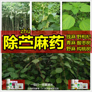 除苎麻烂根除草剂野麻青麻绳草药野灌木杂树除草剂什么药可除麻绳