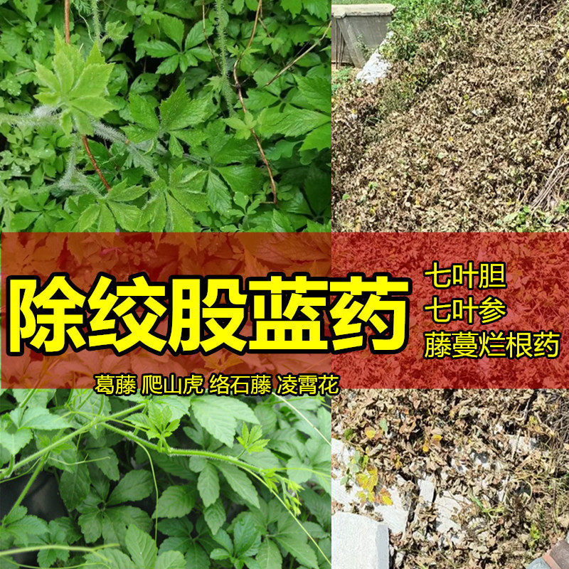 除绞股蓝除草剂七叶草灭草剂农用除草剂