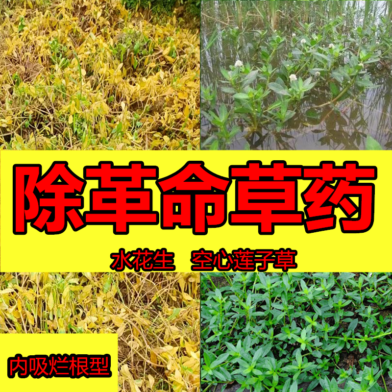除革命草水花生烂根药强力除草空心莲子草药铜钱草阔叶杂草除草剂
